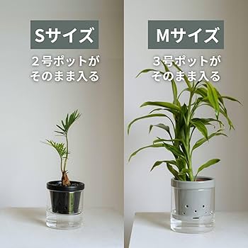 根っこさん専用 Amazon.co.jp: 根っこさん+つつ型 (ホワイト, Mサイズ