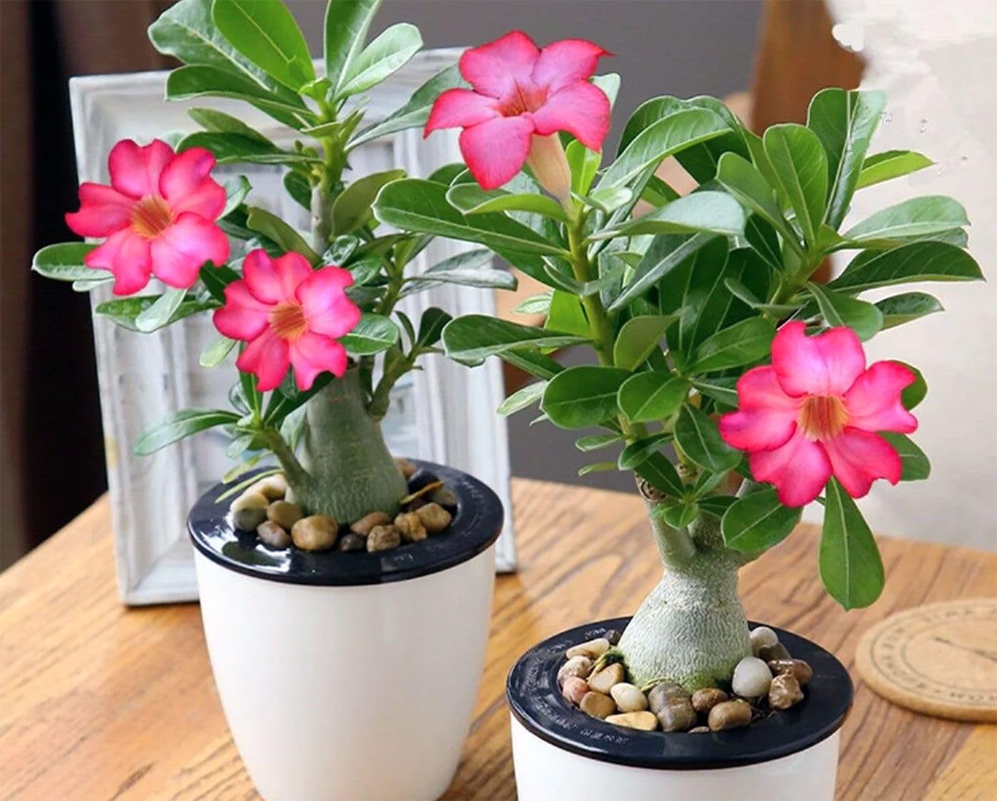 Mphmi Live Plant Nursery NCR Plant Adenium Plant, Desert Rose (Black) - Plant Desert rose,adenium (B0C4H1S66C) Amazon Price History, Amazon Price Tracker