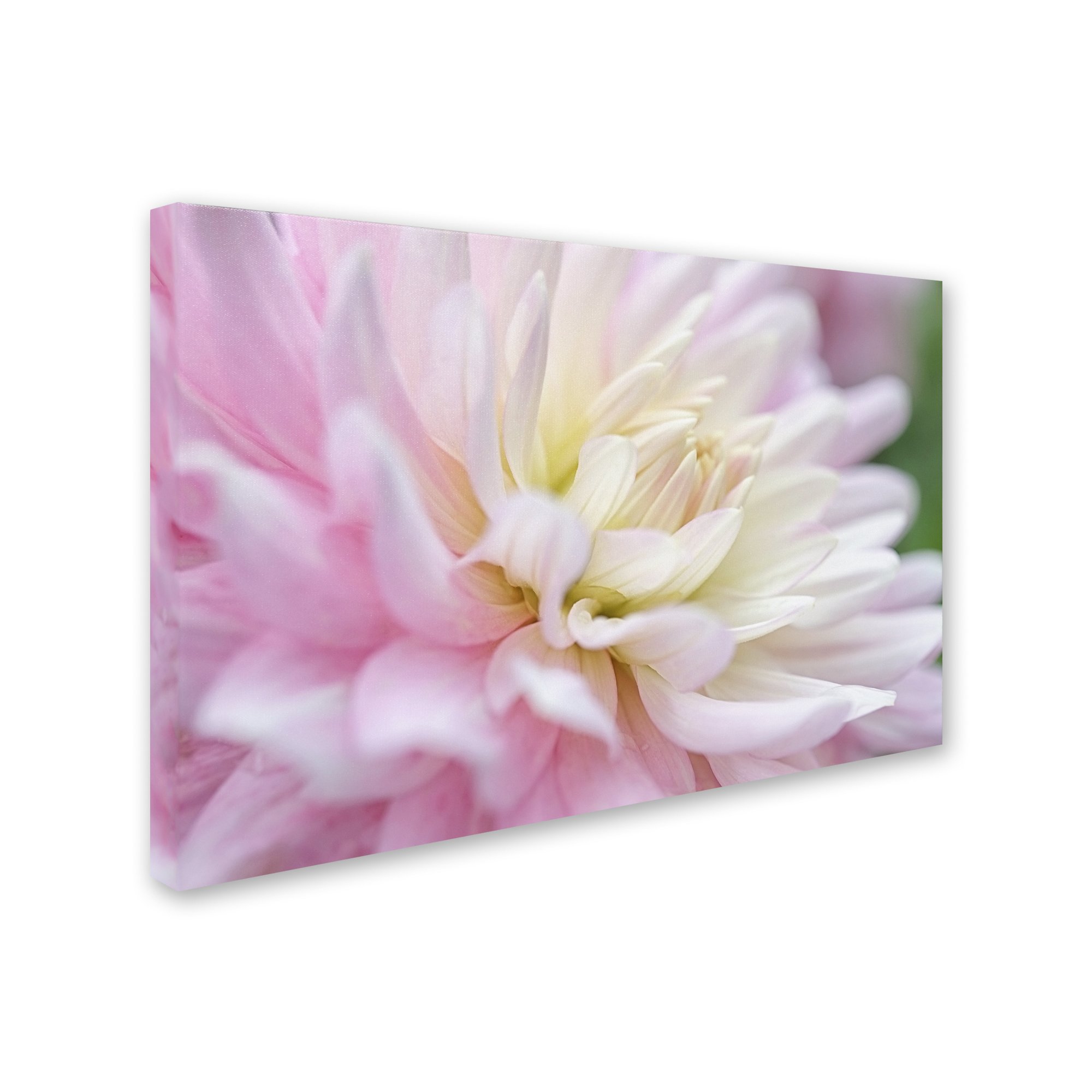 Amazon.com: Trademark Fine Art ALI1706-C1624GG White and