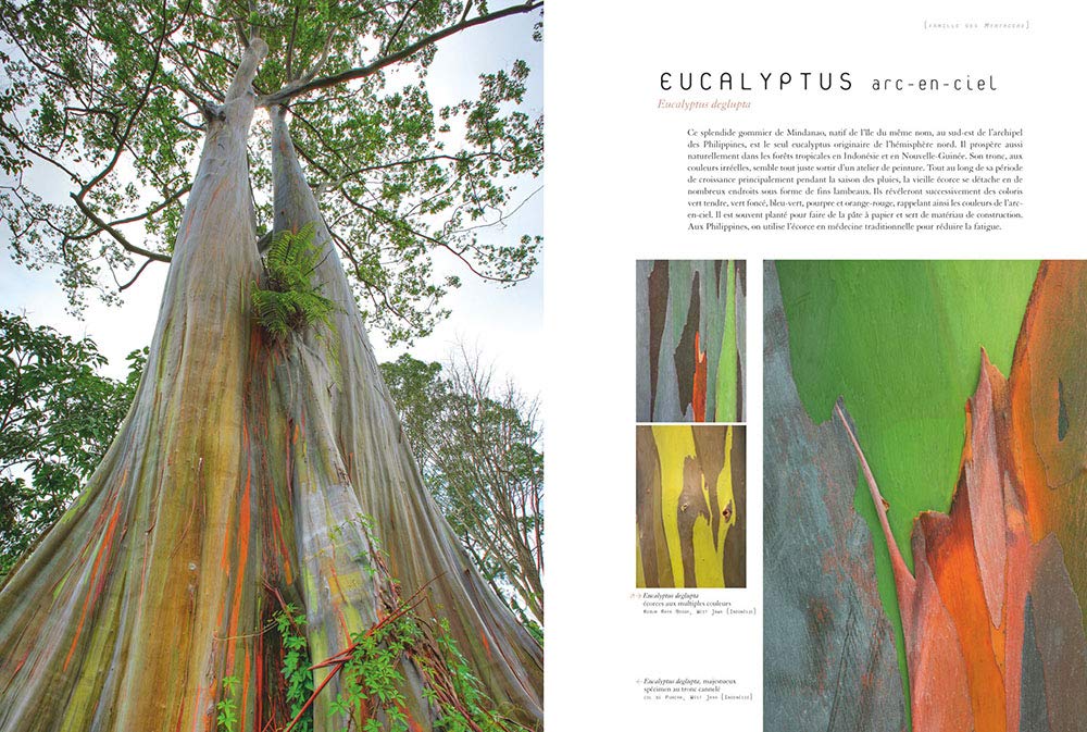 Ecorces: Voyage dans l'intimité des arbres du monde
