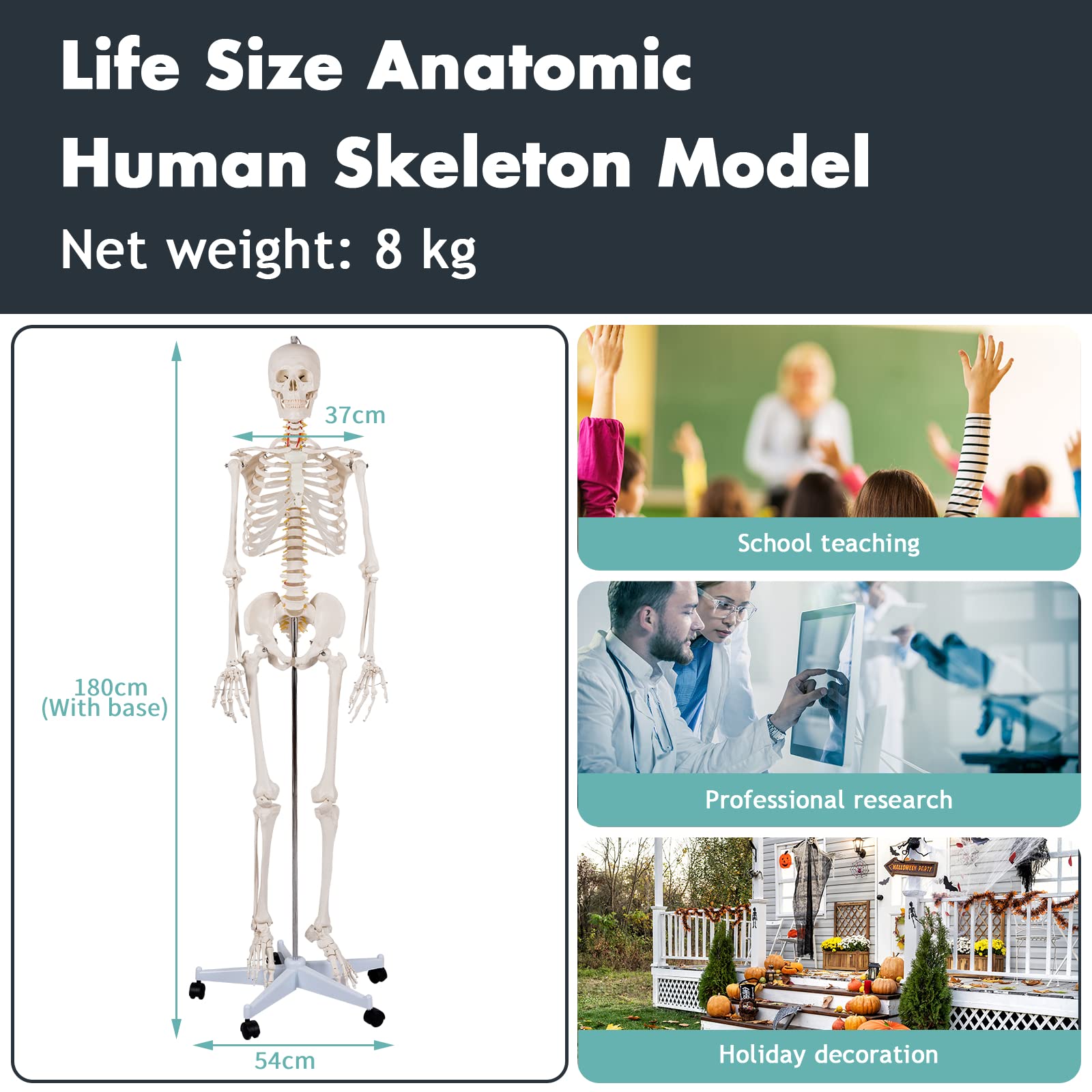 Buy COSTWAY 180cm Life Size Human Skeleton Model, Medical Anatomical