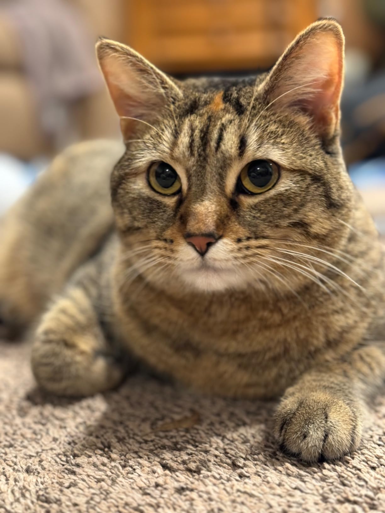 Meow Mix Original Choice Dry Cat Food, 6.3 Pound Bag photo review