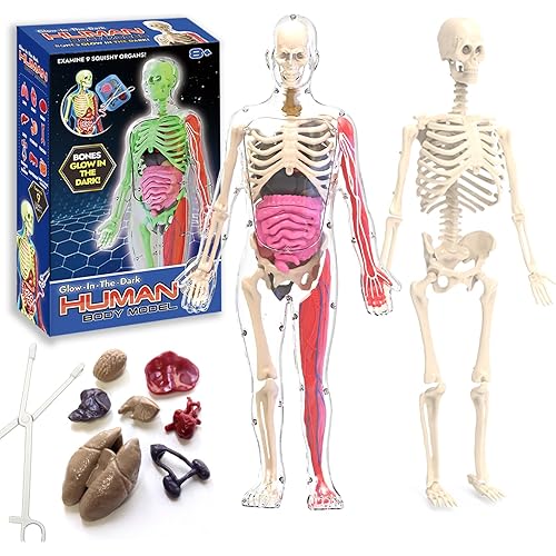2025 New Human Body Skeleton Model Kits, Glow in The Dark Bones Anatomy Figurine, STEM Educational Toys, Interactive Science Kit Gifts for Kids Ages 6+
