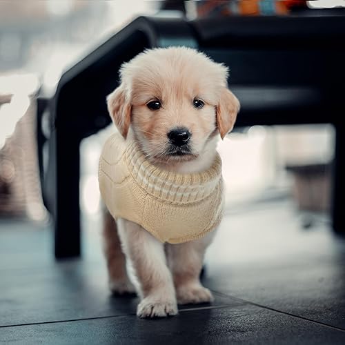 Miniatura 6 de ROZKITCH Suéter pequeño para perro, suéter de punto para clima frío para otoño e invierno, suéter de cuello alto para perro, ropa clásica gruesa y