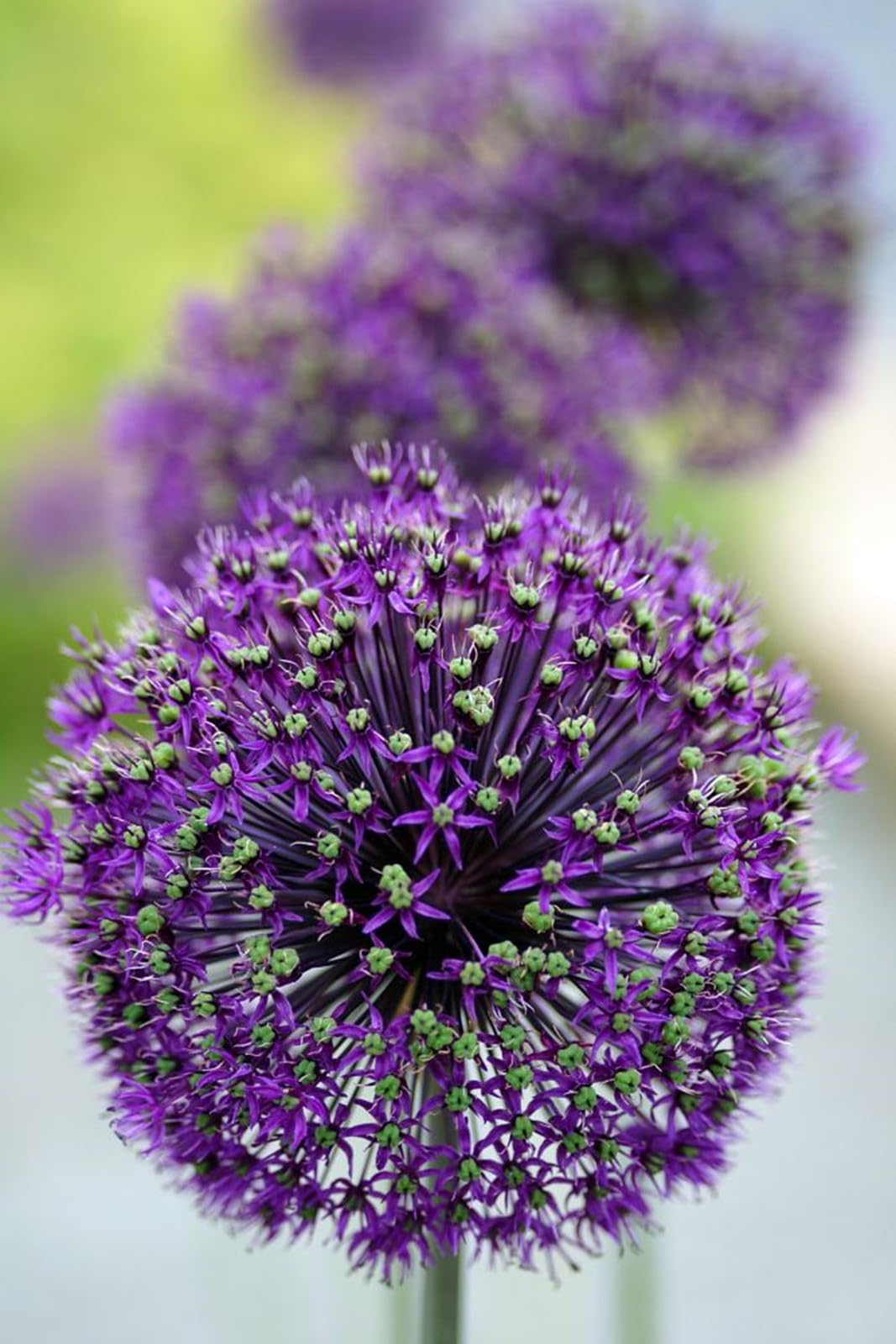 Allium Can Be Planted Now UK, Surprise Growth, Garden Decoration, No Watering Required, Fragrant Flowers, Suitable for Autumn-15 Rhizome-K
