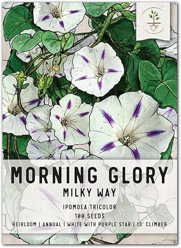 Seed Needs, Milky Way Morning Glory Seeds - 100 semillas tradicionales para plantar Ipomoea Tricolor - Escalador anual polinizado abierto para una