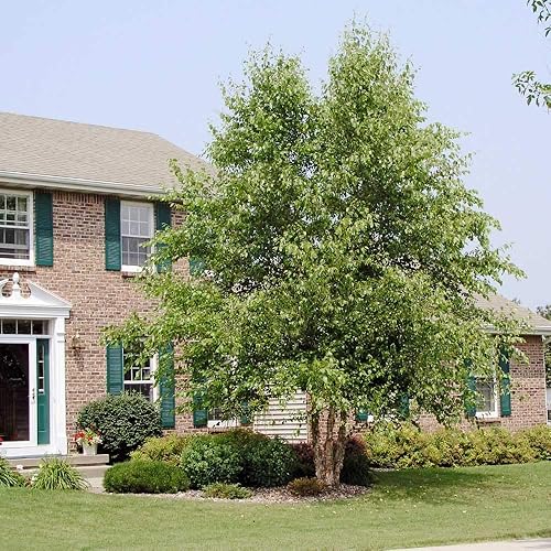 Miniatura 3 de Brighter Blooms - Árbol de abedul del río Duraheat - Espectacular árbol que florece en veranos calurosos (4-5 pies)