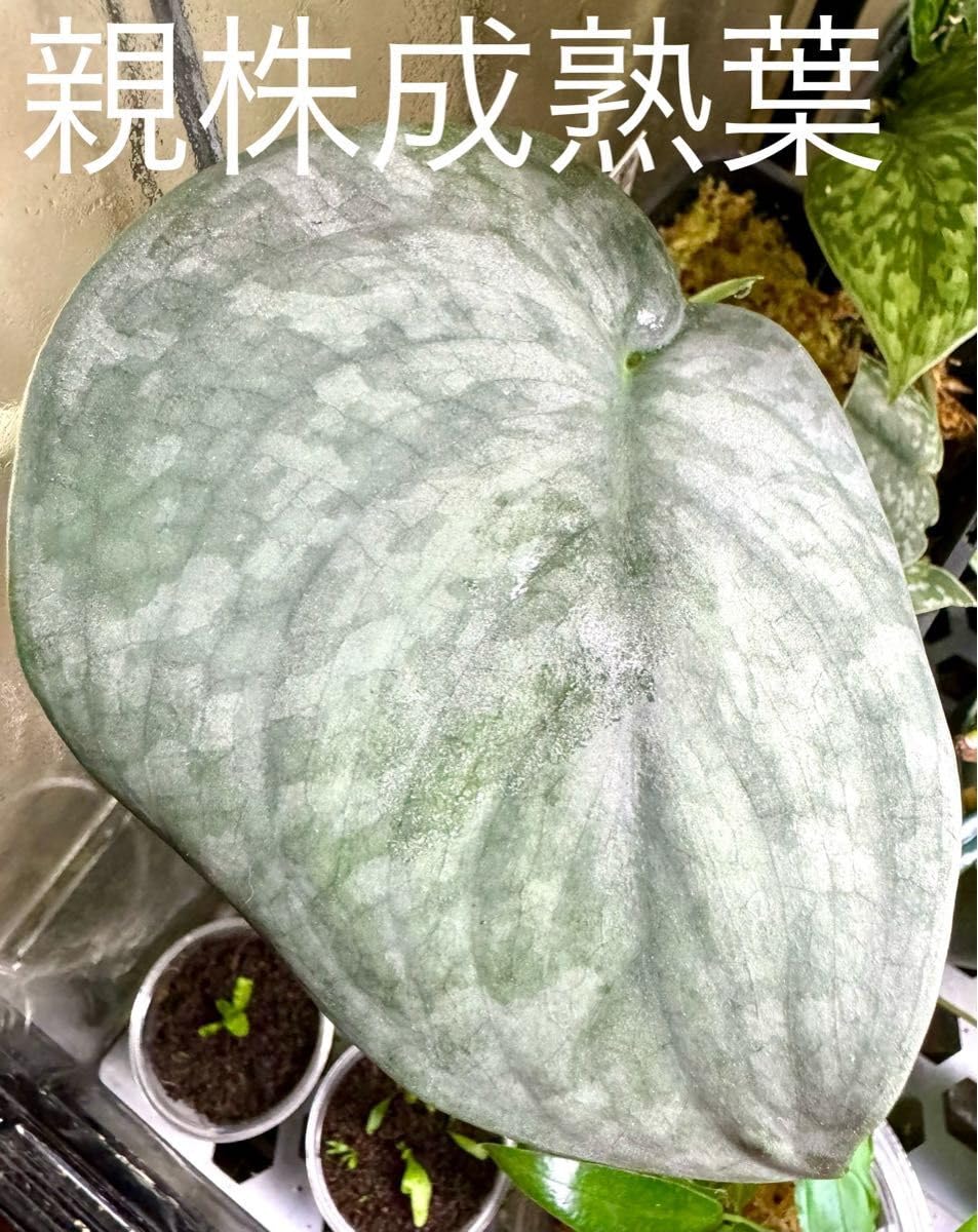 特価　超希少！Scindapus Silver dragon ❣️スキンダプサス 超レア Scindapus Silver dragon❣️スキンダプサス