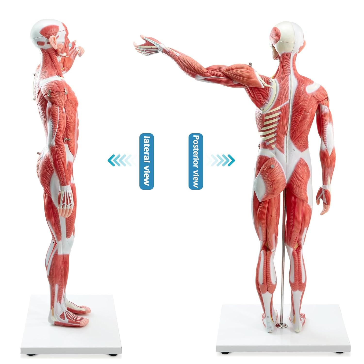 Half Life Size Human Muscular System Model with Removable Organ, 27 Pcs Human Muscular Figure Body Anatomy Model for Medical Physiology Study Teaching Includes Poster