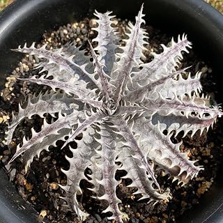 Dyckia Silver Dragon ディッキア ガーデニング園芸用品 グリーン 日本原産 ローメンテナンス