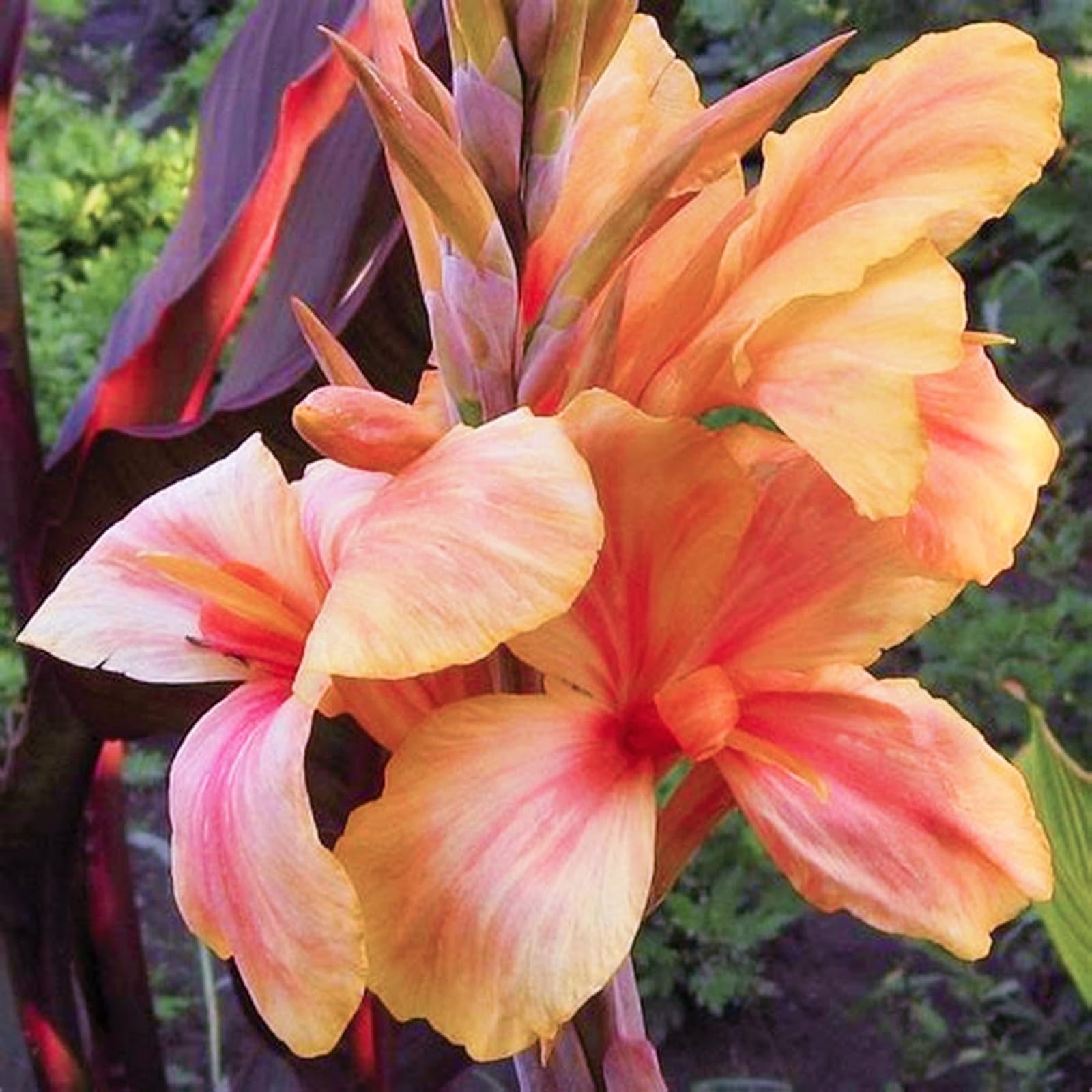 Canna Plants for Planting UK/Canna Lily Plant Root Excellent Display Indoor Perennial Balcony Garden Bulbs Can Be Potted-3bulbs-Y