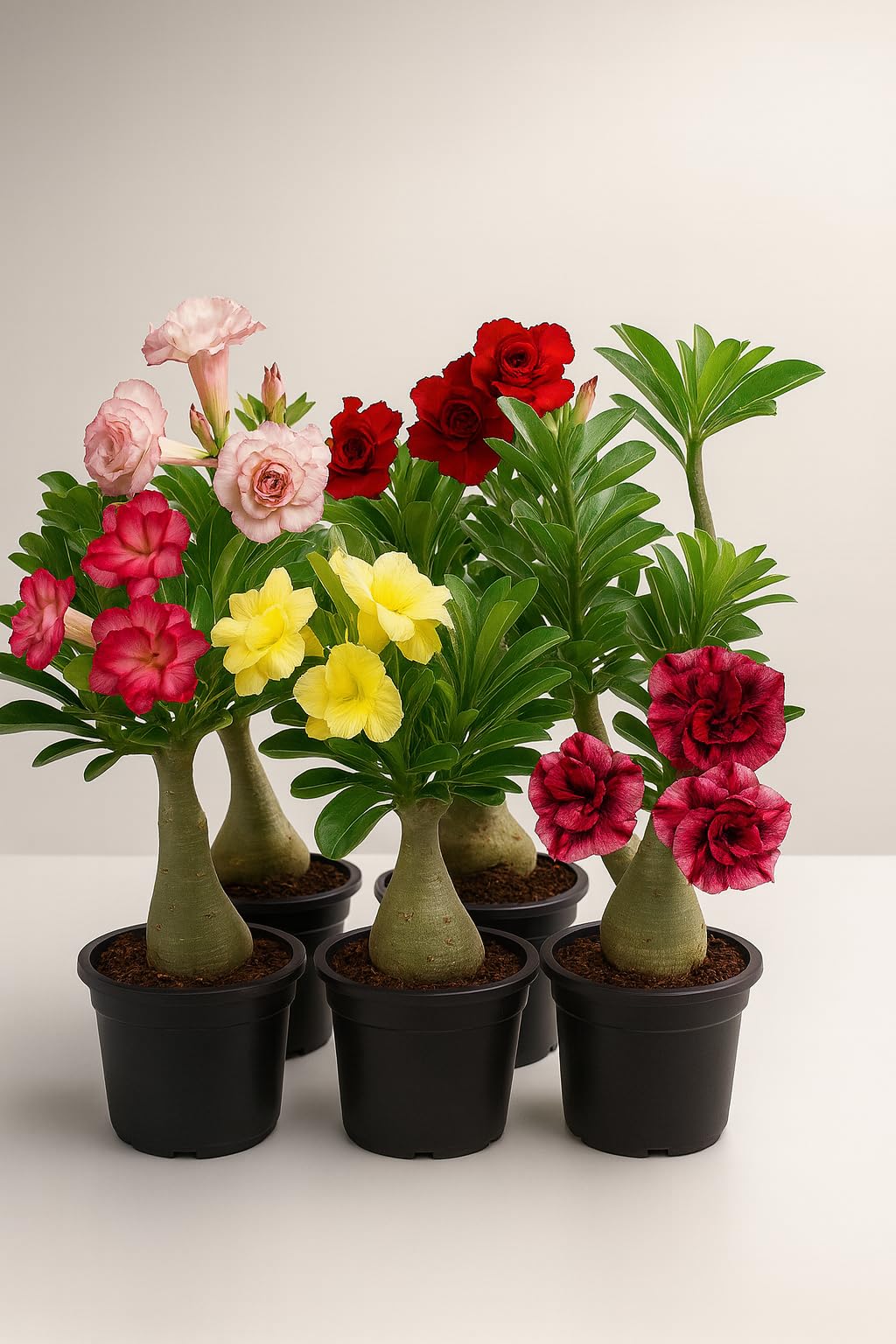 Exotic live Adenium Bonsai Plant combo without pot – Live Desert Rose for Home & Balcony. PACK of 5 five with different colour. SGN DD-image-33