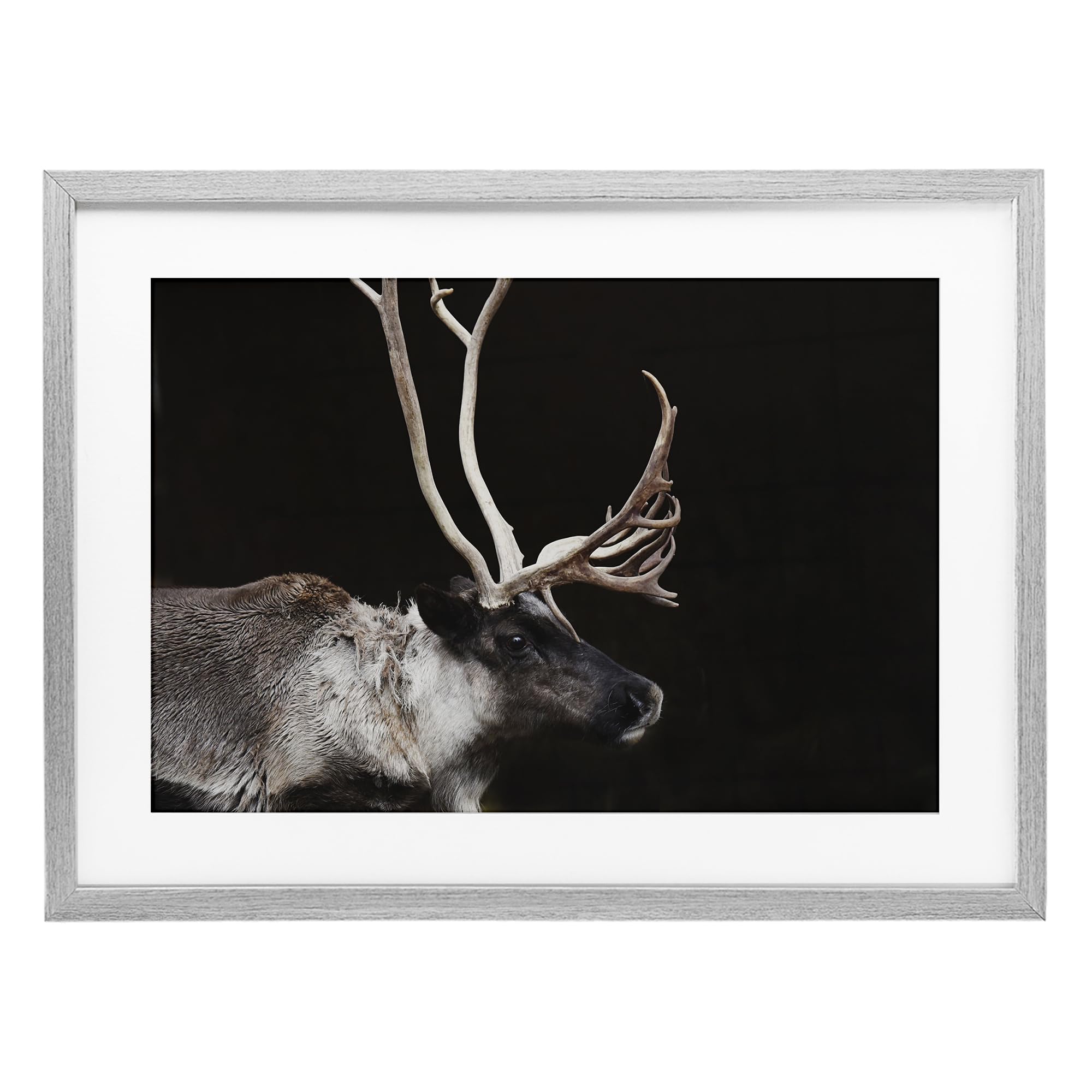 Stupell Industries 'Dark Reindeer at Night', Framed Print Under Glass, Gray, 20 x 14 Inches, Easy to Hang and Sturdy, Made in USA, by Amy Carroll