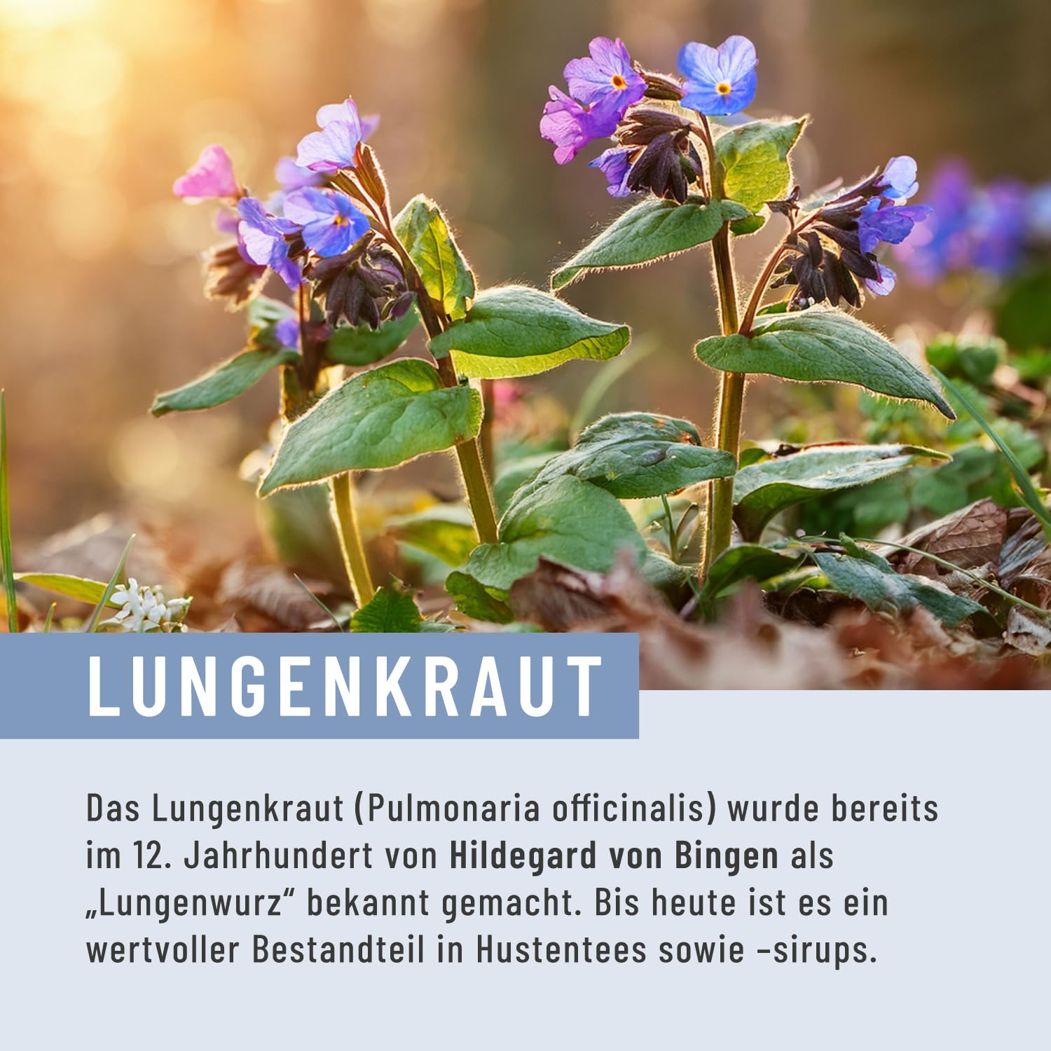 NATURTREU Lungenkraut Kapseln - Extrakt aus 3.000mg Lungenkraut pro Tagesdosis - Hochdosiert und optimal ergänzt mit Thymian, Eukalyptus, NAC & Vitamin B2 - Vegan & Laborgeprüft in Deutschland