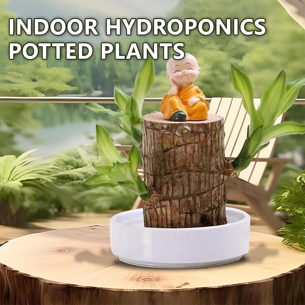 Mini arbre brésilien, plante en bois brésilien, plantes purifiantes d'air à l'intérieur, souche hydroponique en pot avec plateau en porcelaine/plastique, bambou porte-bonheur avec instructions