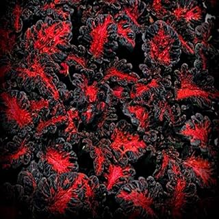 Coleus Black Dragon | 15+ Fresh Seeds | Easy House Plant | Same Day Dispatch