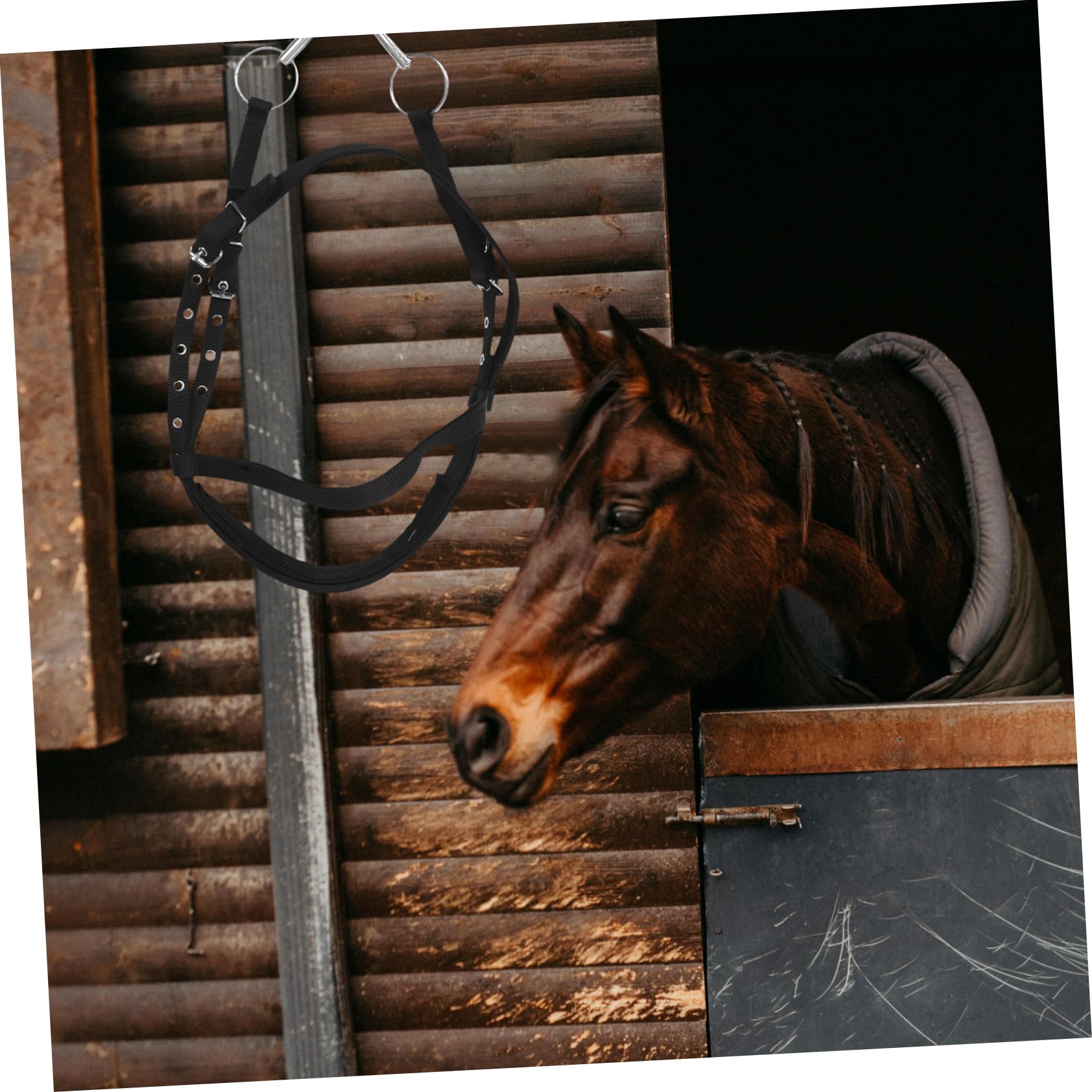 Cavezza Design Ergonomico e Controllo Eccellente in Nailon Nero per Cavalli Piccoli e Giovani per attività Equestri e Cavalcata