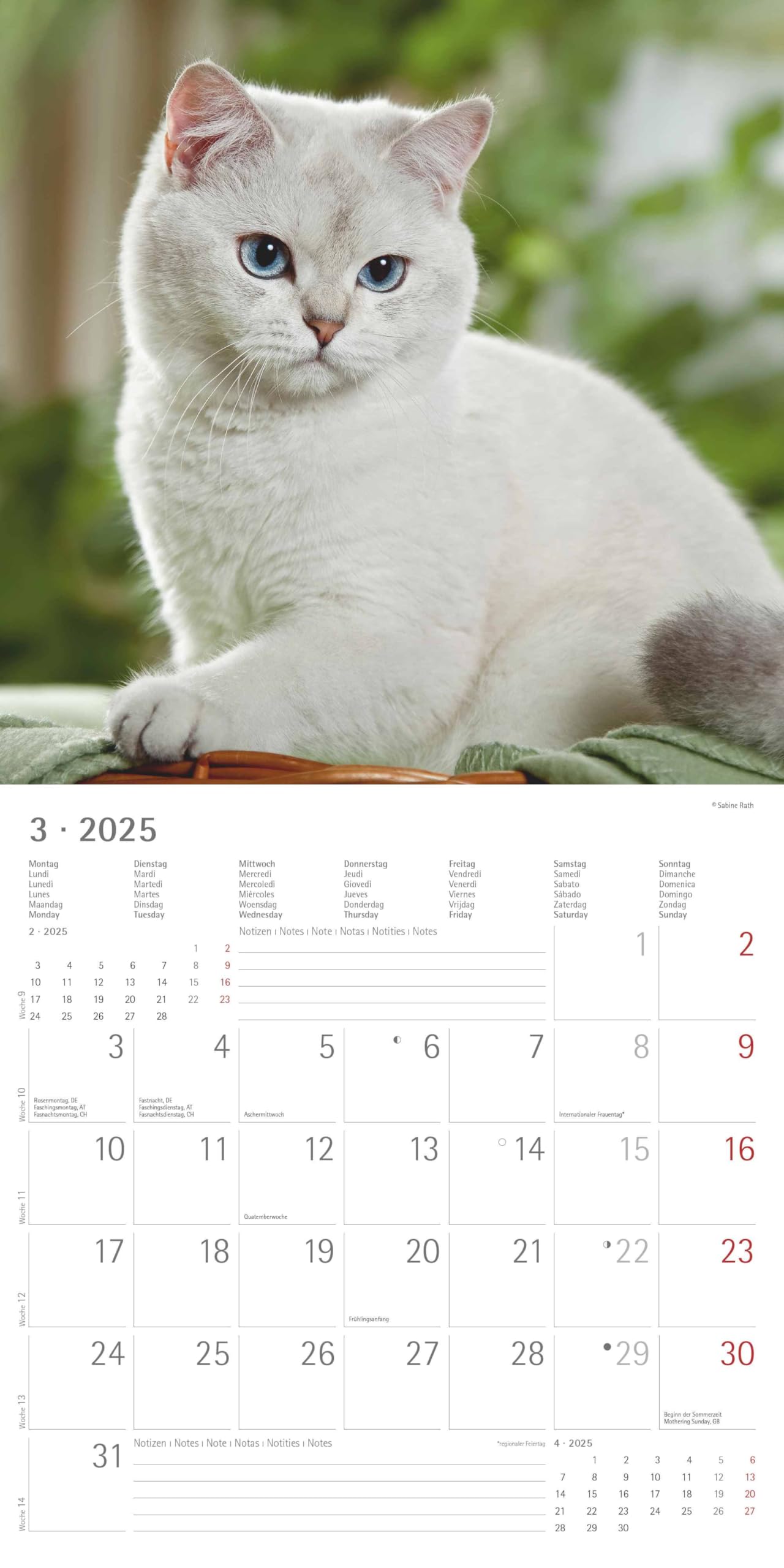 Alpha Edition - Katzen 2025 Broschürenkalender, 30x30cm, Wandkalender mit Platz für Notizen und Termine, schöne Motive von Katzen, Monatsübersicht und Ferientermine DE/AT/CH