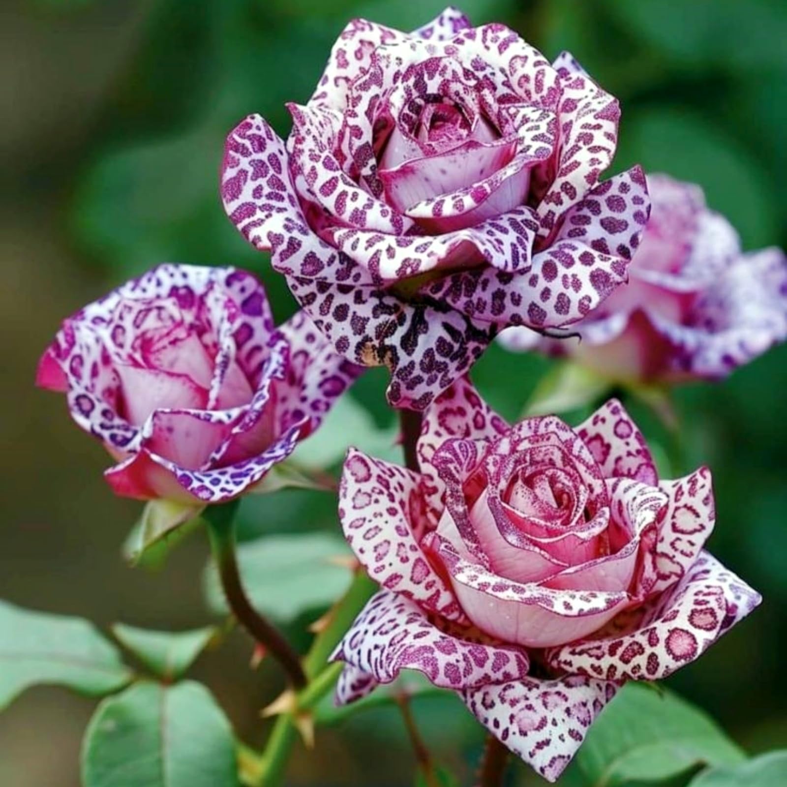 Rizoma Di Rosa, Crescita Sorprendente, Non Necessita Di Annaffiature, Adatto Per Primavera E Autunno, Ideale Per Ammirare Il Giardino, Facile Da Curare-5 Rizoma-C
