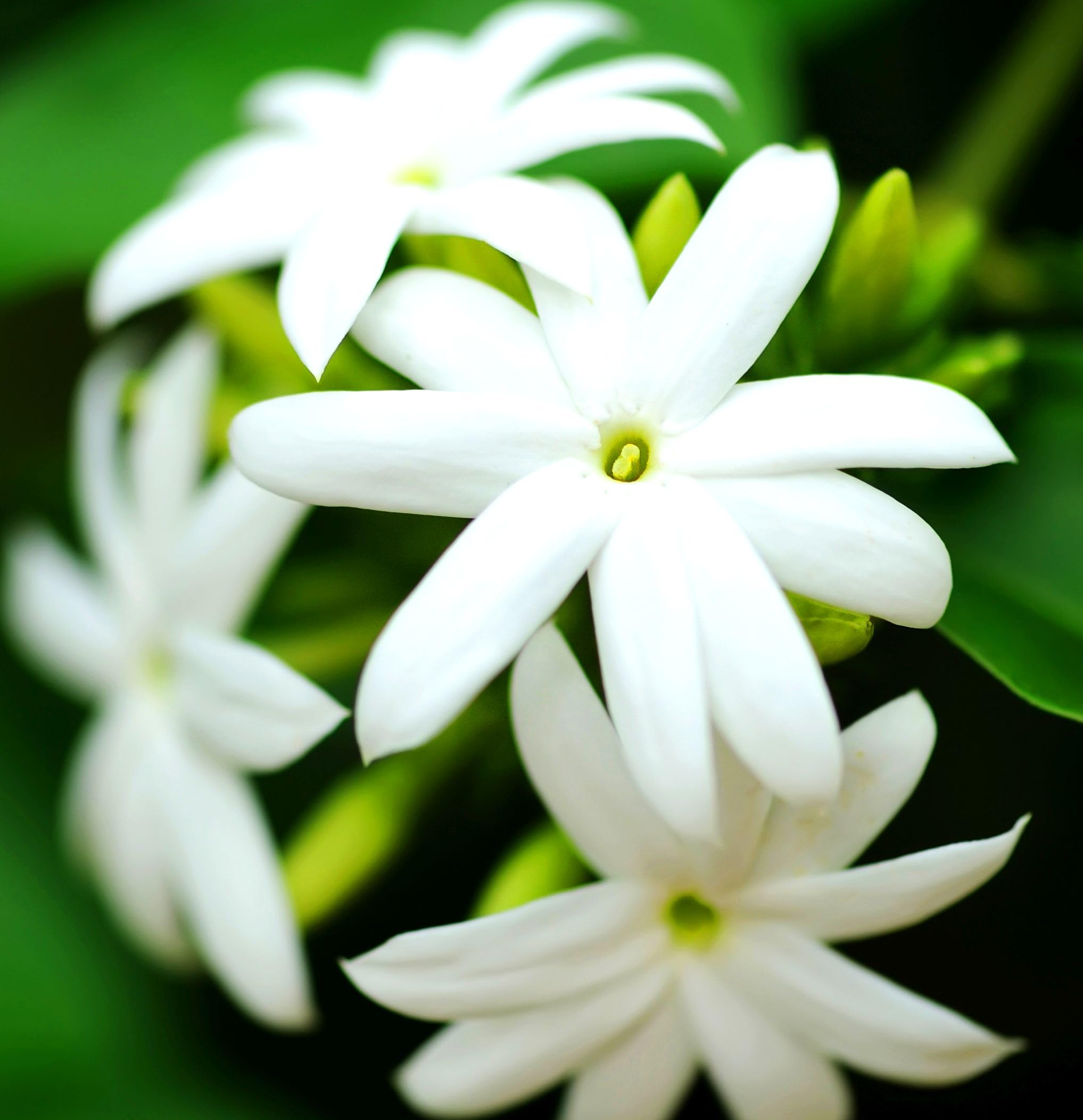 Amazon.com : Jasmine Flower Seeds Fragrant Garden Plant Seed