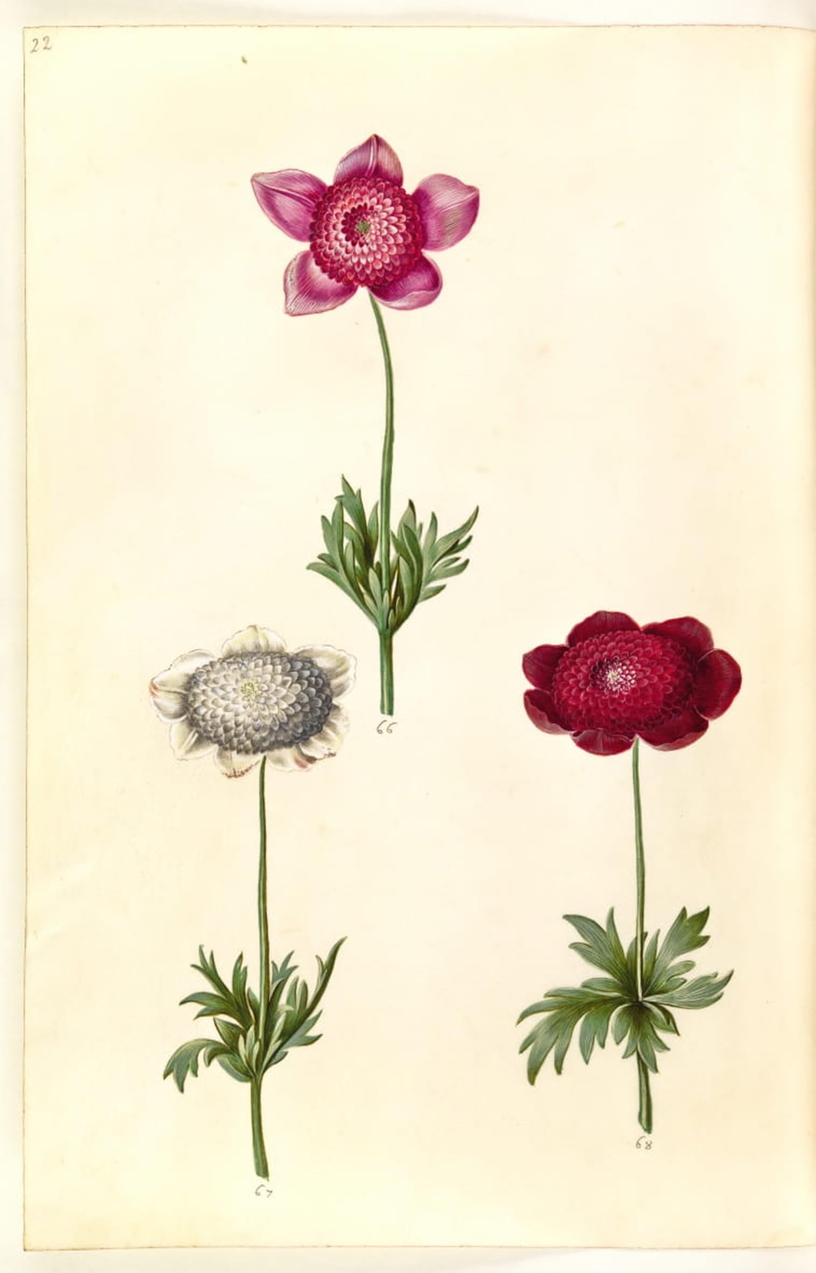 ARTXLXXBN Famous Print Painting Colorful Art Print Anemone Coronaria by Hans Simon Holtzbecker Canvas Art Decorations for Home Decor 60x90cm