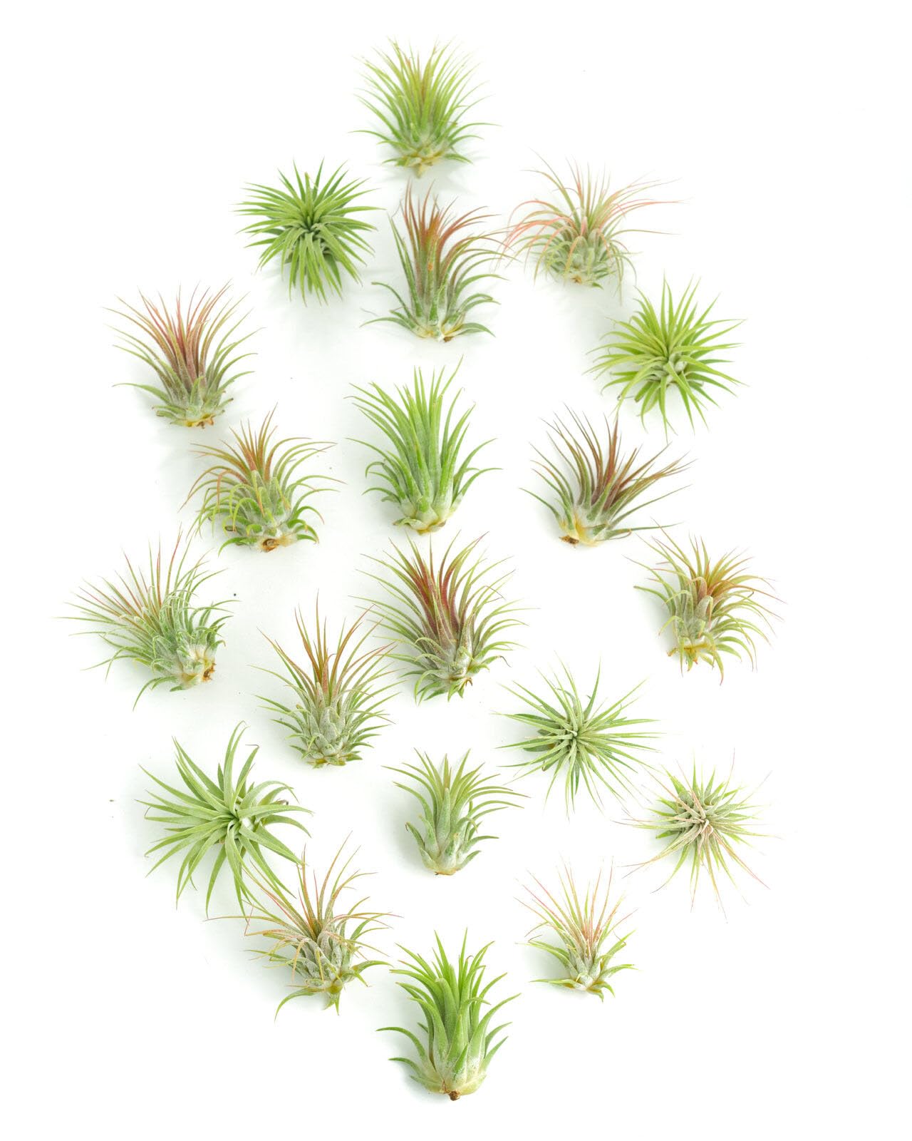 Shop Succulents Ionantha Tillandsia Air Plants Pack of 20