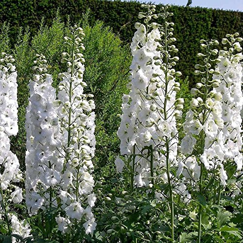 PREMIER SEEDS DIRECT - Delphinium Seeds - Pacific Giant GALLAHAD (1100 Seeds)