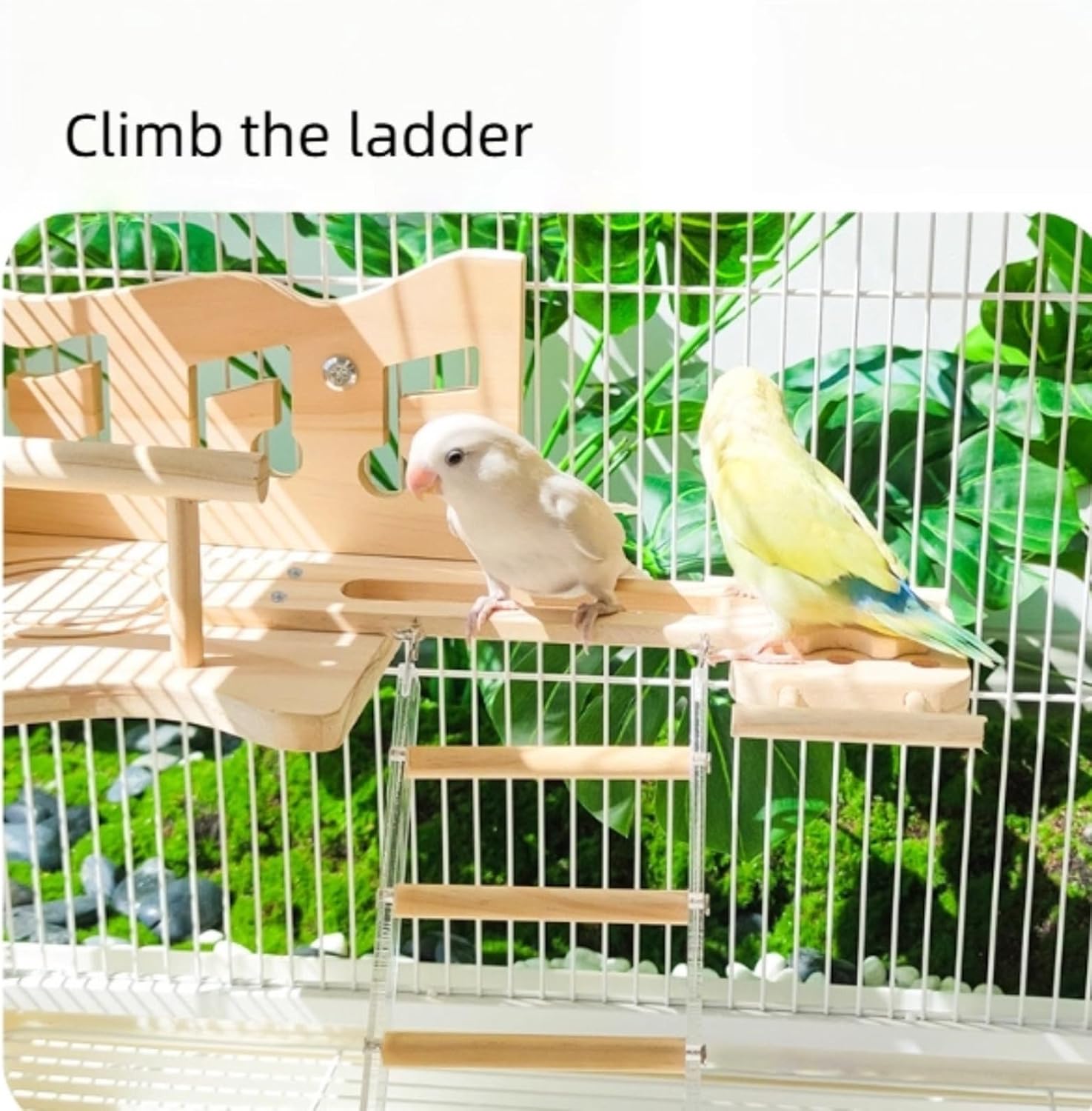 Parrot Climbing Ladder, Bird Wooden Playground with Acrylic Climbing Ladder, Parrot Play Stand for Green Cheek Conures, Lovebirds, Budgies, Cockatiels, Hamsters