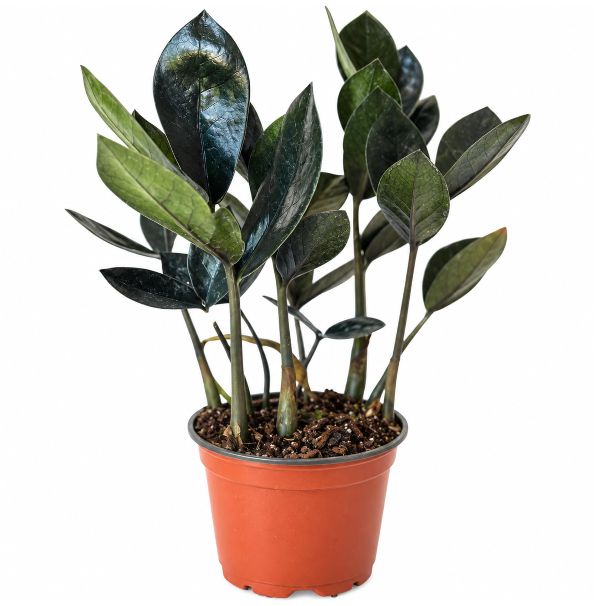 Amazon.com : Live ZZ Plant Black Queen (Zamioculcas zamiifolia) in