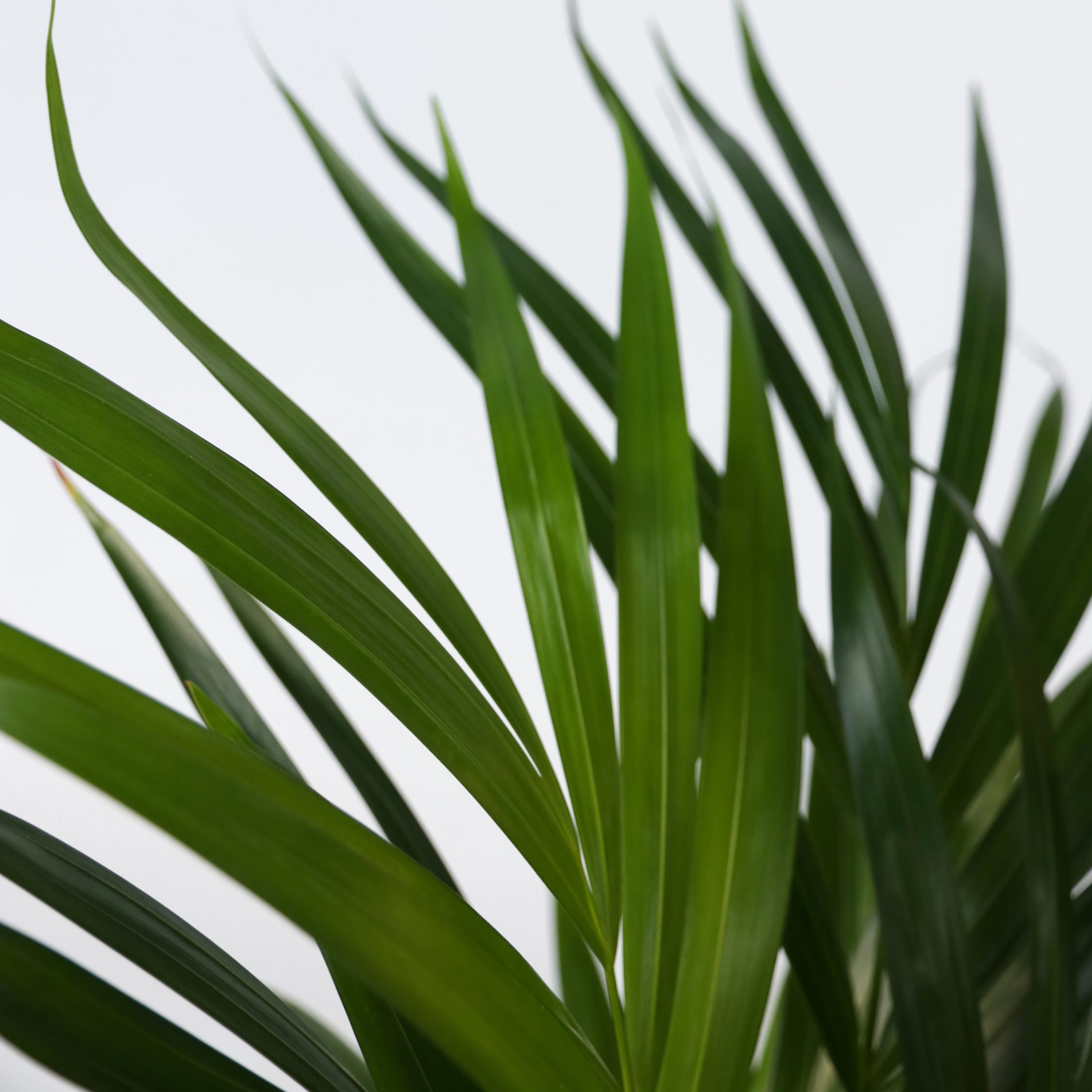 Plant in a Box - Palma Areca - Set di 2 - Dypsis lutescens - Altezza 100-120cm - Vaso 21cm - Pianta d’Oro Tropicale da Interno - Purifica l’Aria e Decora la Casa - Facile da Curare