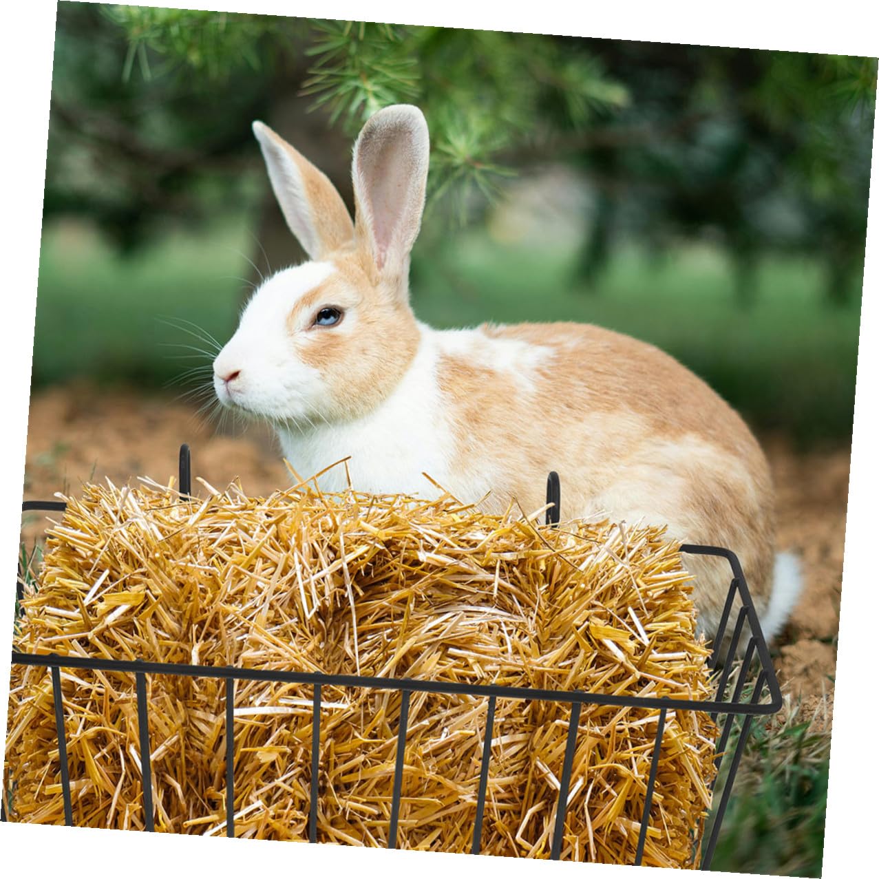 Râtelier à Foin pour Lapins Suspendu, Métal Noir, Lot de 5 Pièces | Cage D’animal, Support Stable, Garde la Nourriture Propre, Convient Lapin et Chinchilla