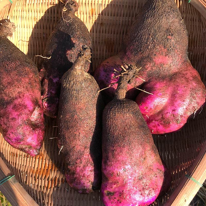 Amazon | 粘りが強く濃厚な食べ応え！【MOA自然農法プラチナ】鹿児島県  