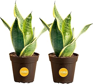 Costa Farms Snake Plants, Live Plants in Plastic Pots, Easy to Maintain,...