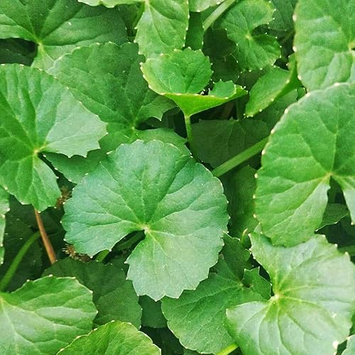 Más de 200 semillas Gotu Kola Big Leaf Centella Asiatica Indian Pennywort Brahmi Rau Má Plantación de vegetales orgánicos sin OMG, verde