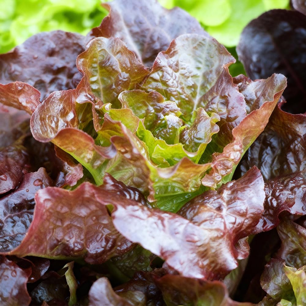 Lettuce Seeds – Lattuga Quattro Stagioni – Mid-Early Rustic Variety with Red-Green Blistered Leaves – Tender & Crunchy – High Yield Cut-and-Come-Again – UK Growing