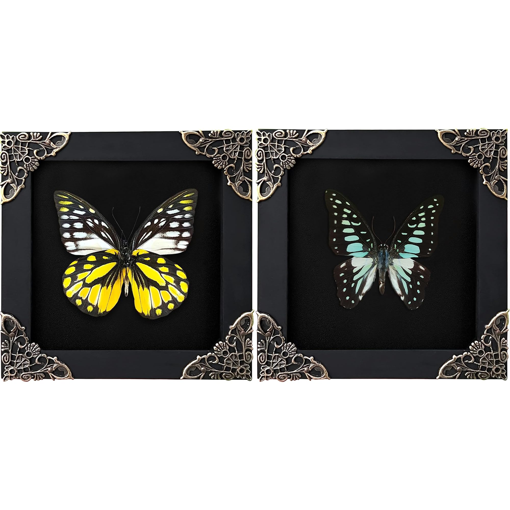 2 Real Butterflies Frames Dead Insect Dried Bug Shadow Box Wood Oddity Framed Taxidermy Collectables Specimen Decoration Reading Tabletop Wall Art Home Decor Living Gallery K12-10DE11DE