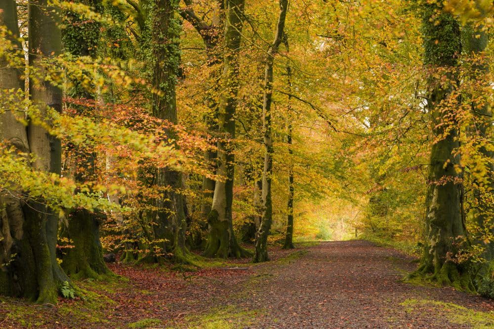 Common Beech trees displaying their autumn colour at Netherwood in the Mendip Hills Area of Outstanding Natural Beauty. Poster Print by Loop Images Ltd. (20 x 13)