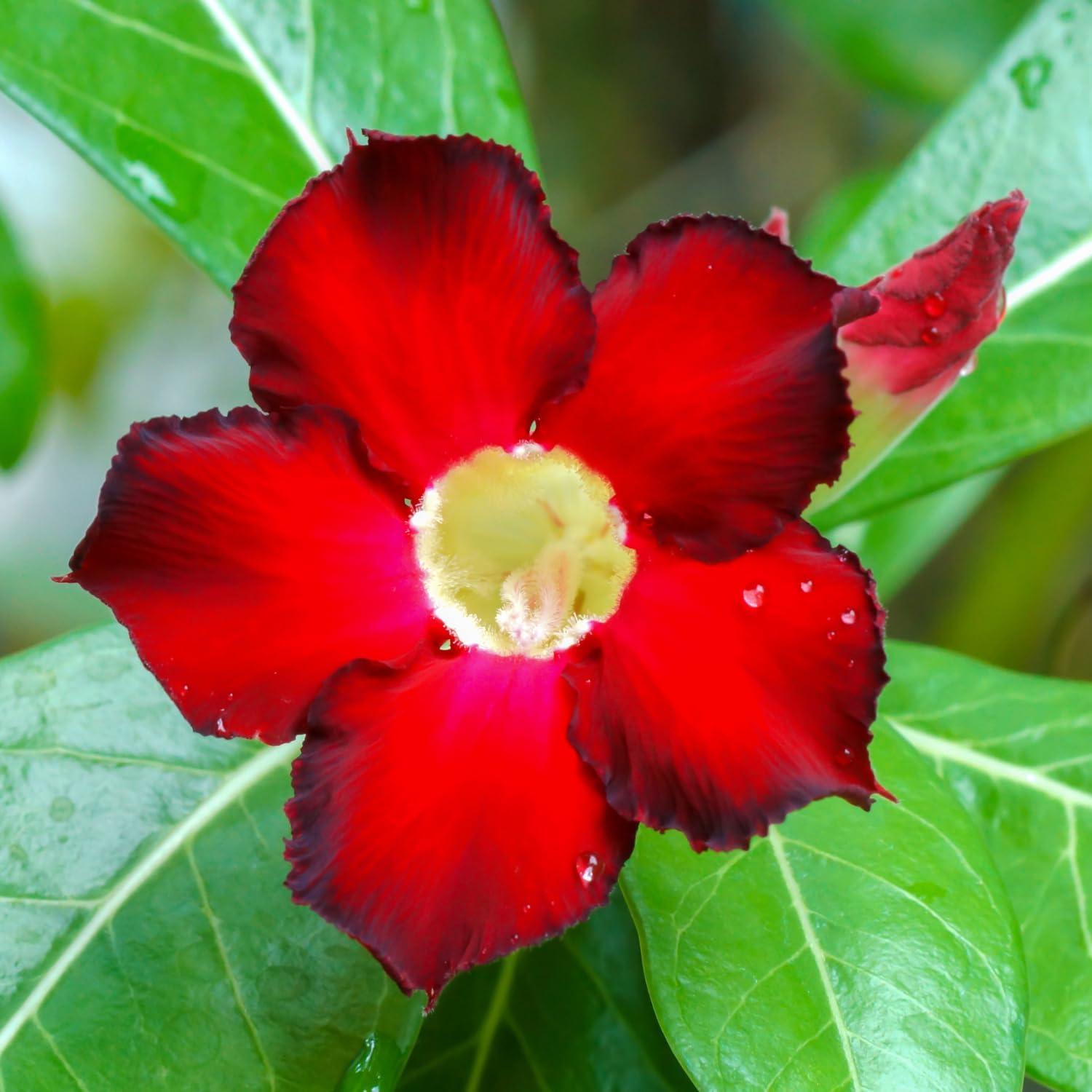 Pack 2 Adenium Desert Rose Plants Live, Red Desert Rose Seedlings 4-7” Tall, Succulent Flowering Bush Live