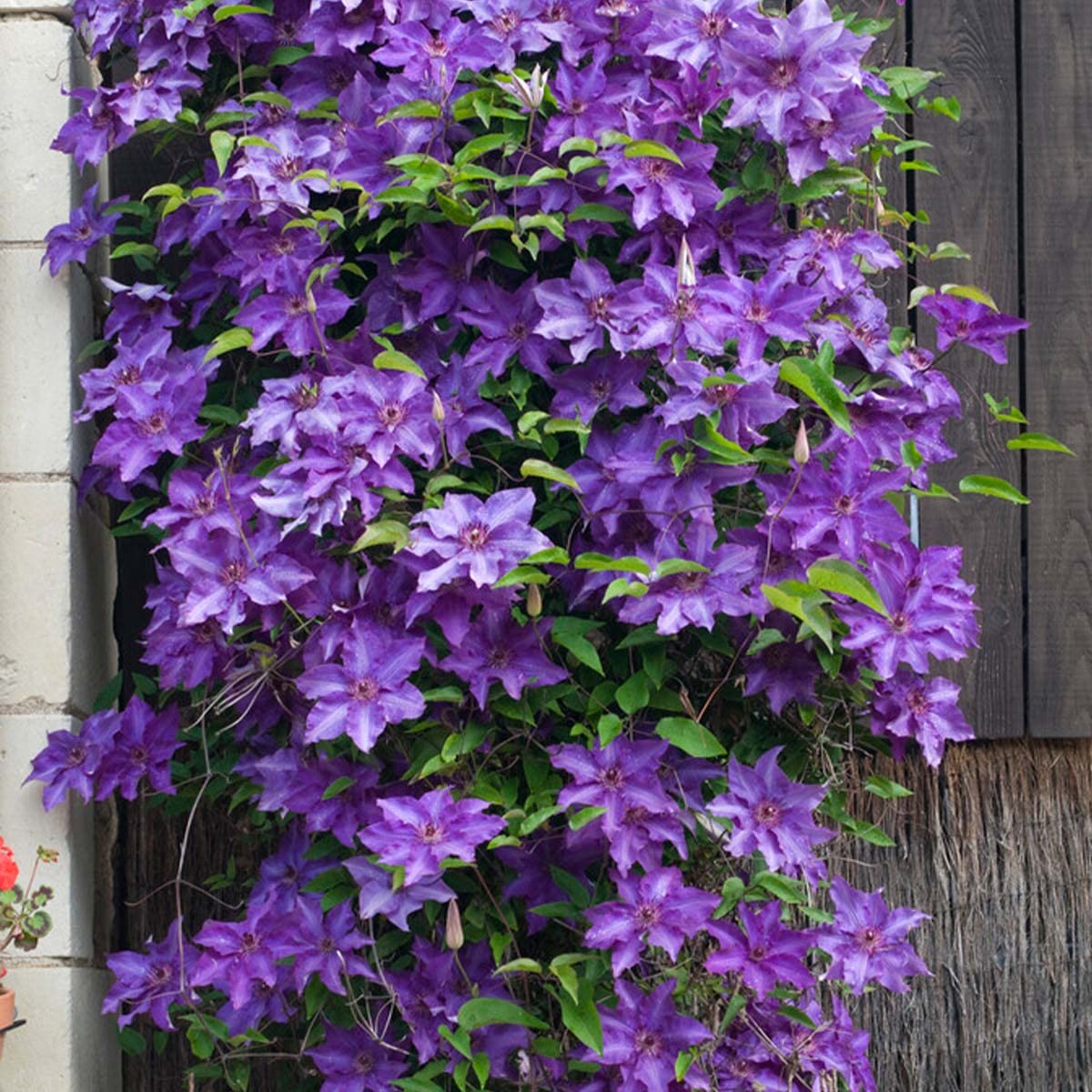 Bloomique - 2er-Set - Clematis The President - Waldrebe - Lila - Kletterpflanzen - Gartenpflanzen - Winterhart - Höhe 50-70 cm - Topf 15 cm