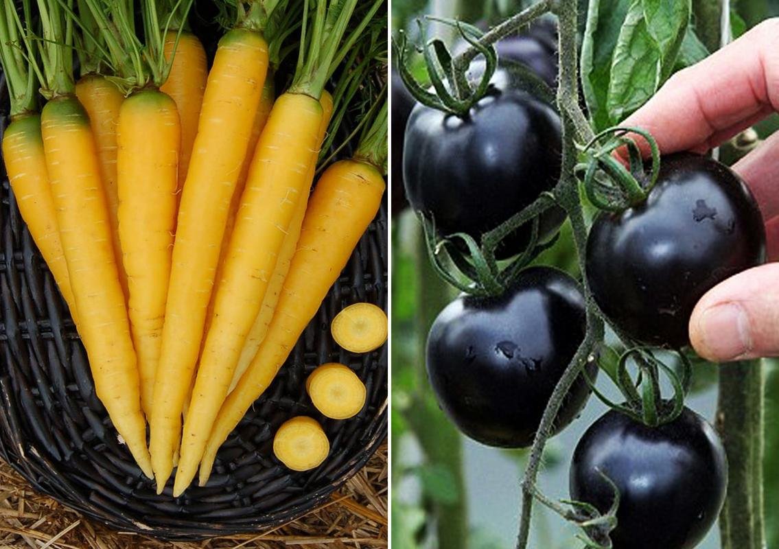 Yellow Carrot and Purple Cherry Tomato Seeds (Pack of 30 Seeds Yellow Carrot + 10 Purple Cherry Tomato) 40++ Seeds-image-21