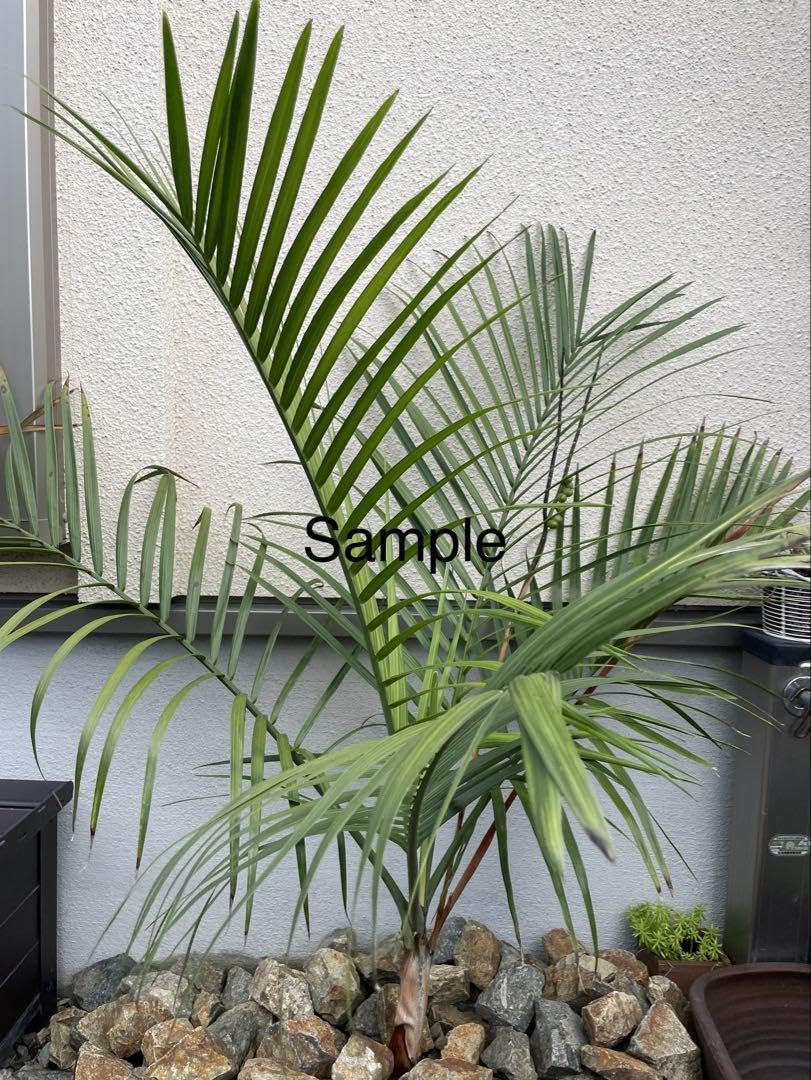 Amazon.co.jp: 耐寒ヤシ−10℃ チャメドレア ラディカリス