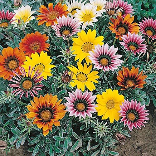 Gazania" Talent Mix" Rare Ornamental Flower Seeds (20 Seeds for Growing)