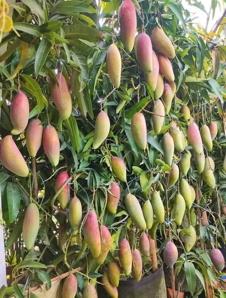 EverSneh Sindhu Mango Plant - Organic Seedless Variety | Healthy Grafted Live Fruit Plant for Home & Garden | Sweet & Juicy Mango in Black Plastic Pot. 1