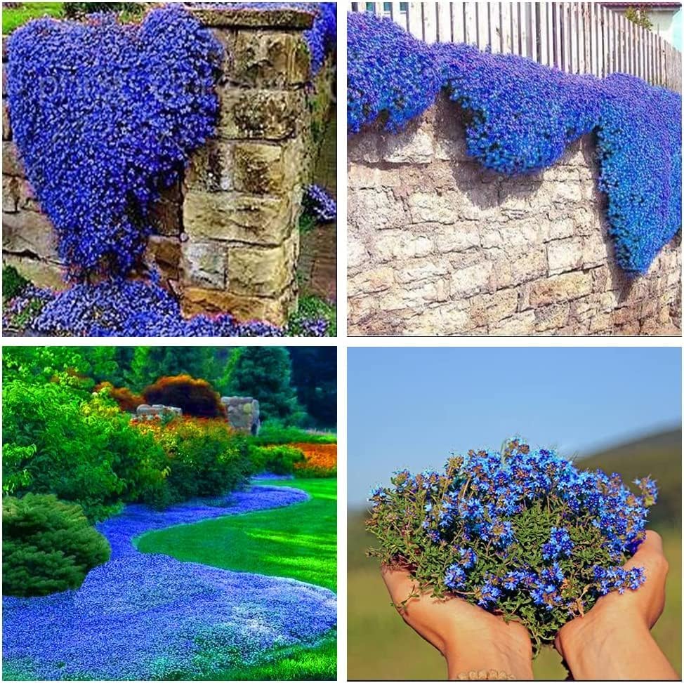 Creeping Thyme Seeds for Planting 15000+ Magic Blue