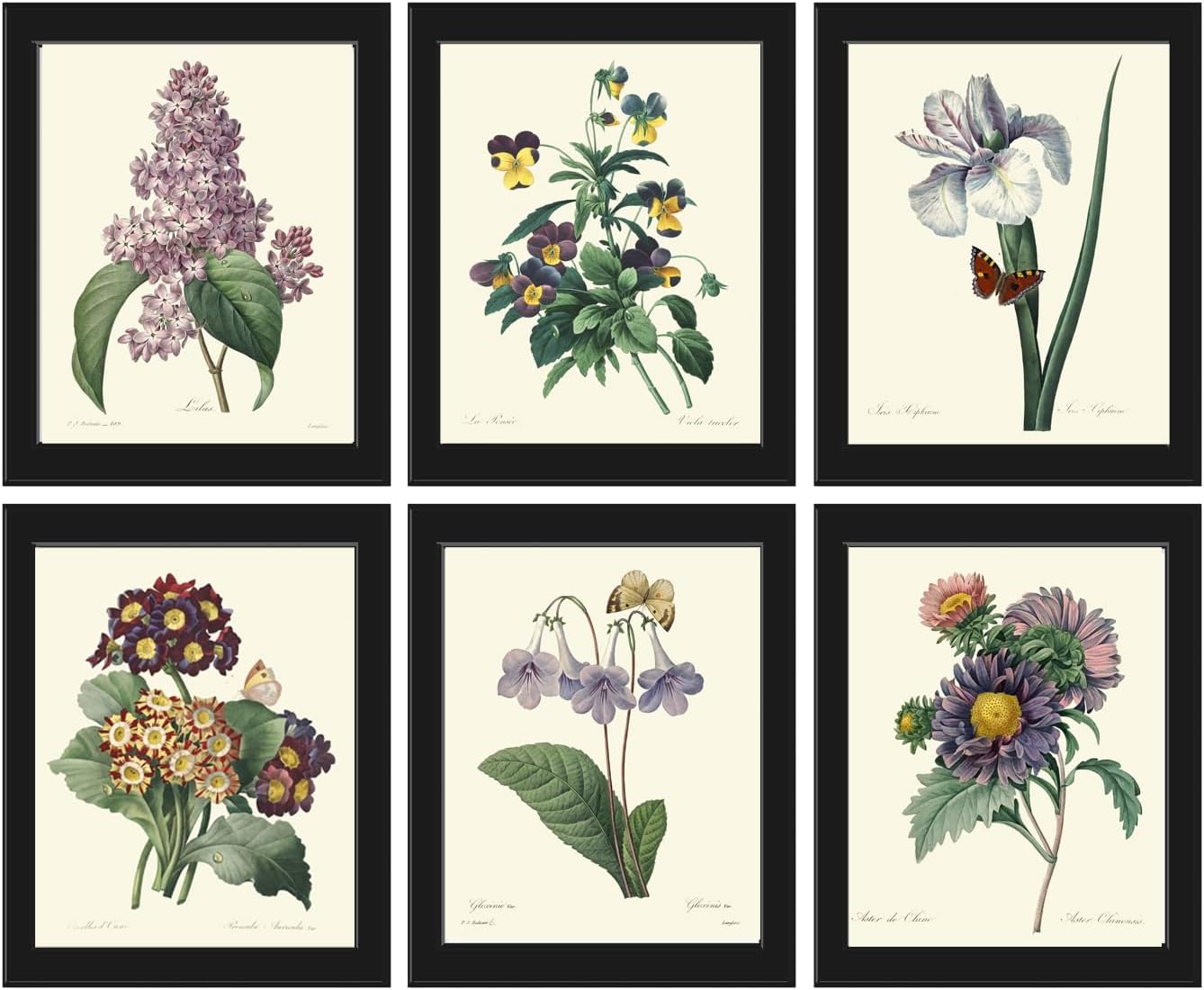 LoveThePrint Purple Violet Flower Botanical Wall Art Set of 6 Prints Antique Beautiful Garden outdoor nature Iris Aster Lilac Pansies Home Decor Chart Large Size Choises Interior Design Idea Unframed