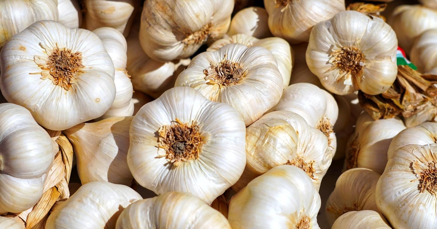 Garlic Bulbs - California Gilroy (16 Bulbs): Organic, Heriloom, Non-GMO, Includes Instructions