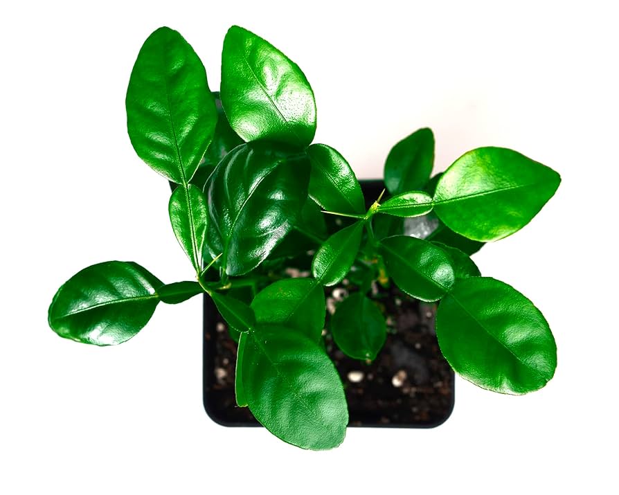 Milk‐tree♡ Amazon.com : Kaffir Lime Tree - Pot of 2 Starter Plants