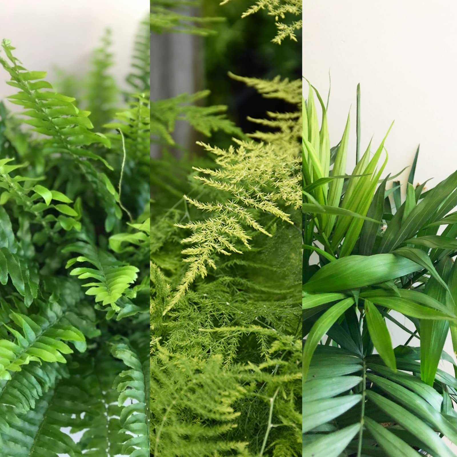 Carbeth Plants All Foliage Indoor Plant Mix - 3 All Foliage Indoor Plants in 12cm Pots - Boston Fern, Parlour Palm and Asparagus Fern
