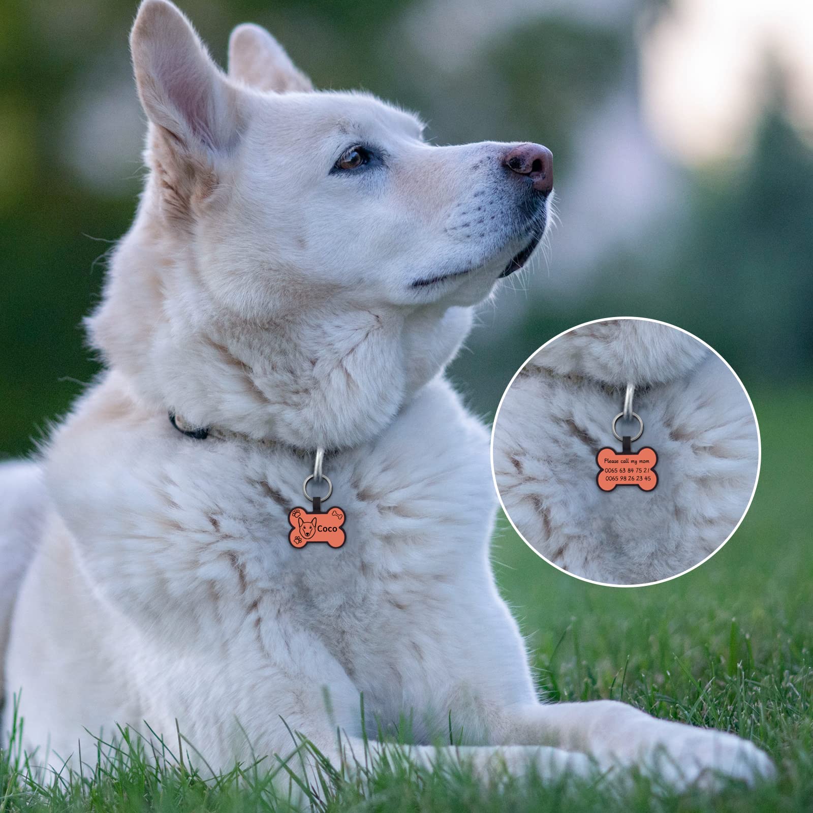 Medaglietta Cane O Gatto In Metallo Con Incisione