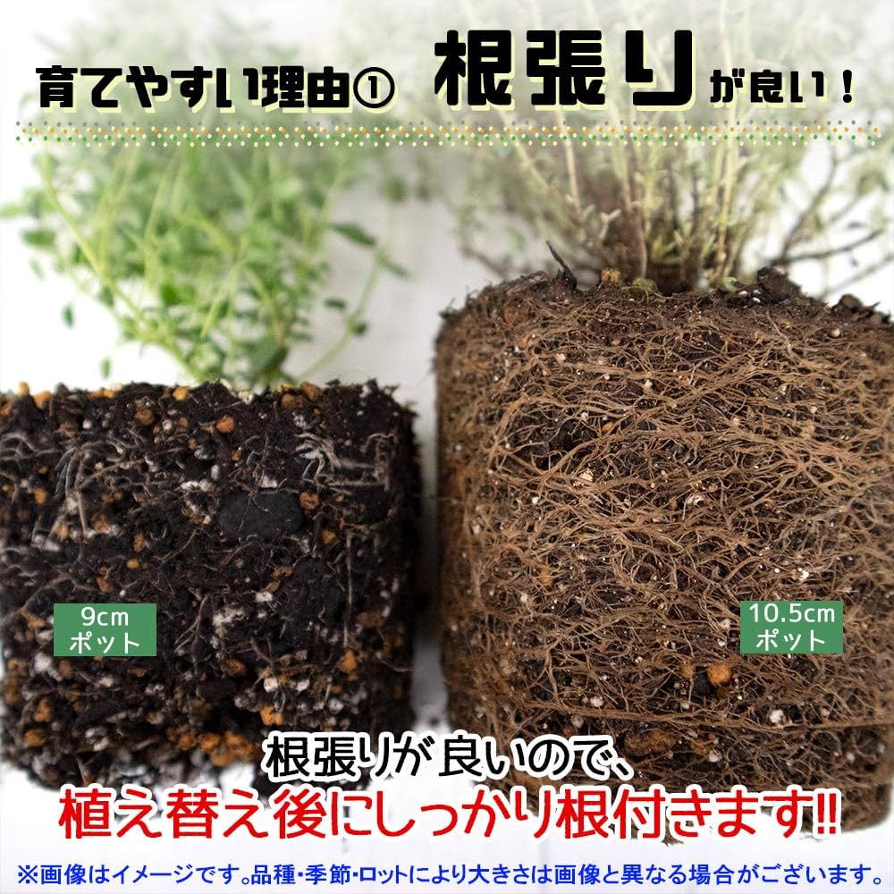 ローズマリーです。 Amazon.co.jp: ハーブ苗 ローズマリー スピーディー 2個セット